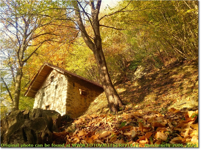 Colori d’autunno nei boschi di Savignone - Savignone - 2018 - Boschi - Inverno - HTC One S Nokia C7-00 (o altro cell)