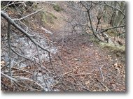 Fotografie Savignone - Boschi - Effetti del gelo salendo al monte Pianetto