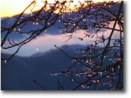 Fotografie Savignone - Boschi - Galaverna al tramonto
