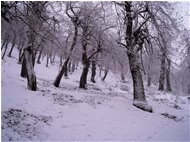  Il bosco della Colonia di Montemaggio - Savignone - 2015 - Boschi - Inverno - Voto: Non  - Last Visit: 21/9/2023 11.50.42 