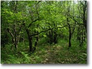 Foto Savignone - Boschi - Il bosco di casa