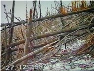  Il bosco dopo la galaverna (da vhs) - Savignone - 2002 - Boschi - Inverno - Voto: Non  - Last Visit: 16/9/2022 11.44.13 