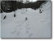 Fotografie Savignone - Boschi - Il cane in difficoltà nella neve