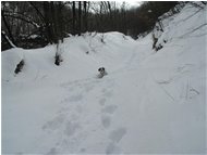  Il cane in difficoltà nella neve - Savignone - 2005 - Boschi - Inverno - Voto: Non  - Last Visit: 13/9/2022 15.28.45 
