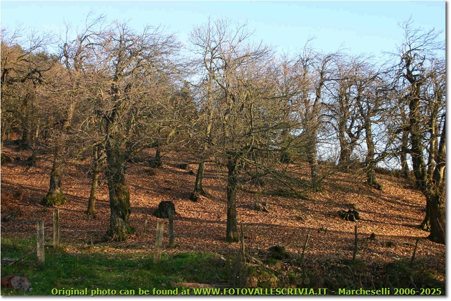 Il castagneto, ormai spoglio, della Colonia di Montemaggio  - Savignone - 2006 - Boschi - Inverno - Canon EOS 300D