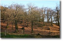 Fotografie Savignone - Boschi - Chestnut plantation, M. Maggio
