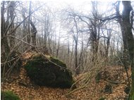  Inverno nei boschi di Montemaggio - Savignone - 2018 - Boschi - Inverno - Voto: Non  - Last Visit: 27/9/2023 6.40.37 