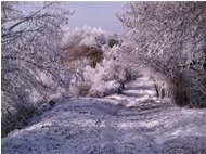  Inverno sul Monte Pianetto - Savignone - 2011 - Boschi - Inverno - Voto: Non  - Last Visit: 25/9/2023 7.6.11 