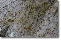 Foto Savignone - Boschi - L’arte del freddo: decorazioni con ghiaccio e neve