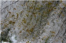 L’arte del freddo: decorazioni con ghiaccio e neve - Savignone - 2006 - Boschi - Inverno - Voto: 10   - Last Visit: 26/6/2022 16.59.40 