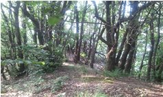  La boscosa sommità del Monte Moro (detto anche Monte Crosi - Savignone - 2013 - Boschi - Estate - Voto: Non  - Last Visit: 26/6/2022 18.34.57 