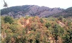  La lunga estate calda: siccità nei boschi - Savignone - 2012 - Boschi - Estate - Voto: Non  - Last Visit: 10/3/2023 11.3.7 