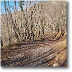 Fotografie Savignone - Boschi - Luci e ombre nel bosco