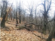  Natura matrigna: continua il degrado dei boschi per il gelo - Savignone - 2018 - Boschi - Inverno - Voto: Non  - Last Visit: 26/1/2024 12.51.56 