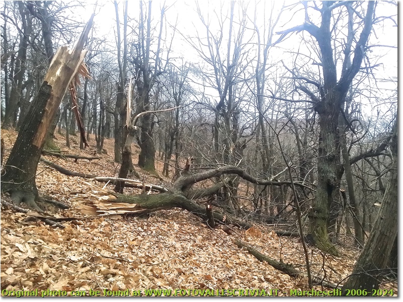 Natura matrigna: continua il degrado dei boschi per il gelo - Savignone - 2018 - Boschi - Inverno - HTC One S Nokia C7-00 (o altro cell)