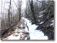 Foto Savignone - Boschi - Neve di marzo sul M. Pianetto