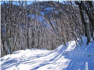  Neve di novembre - Savignone - 2011 - Boschi - Inverno - Voto: Non  - Last Visit: 26/9/2023 2.25.42 