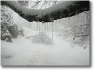 Foto Savignone - Boschi - Rime