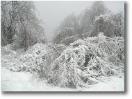 Fotografie Savignone - Boschi - Neve e galaverna