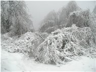  Neve e galaverna - Savignone - 2004 - Boschi - Inverno - Voto: 9    - Last Visit: 24/12/2023 11.17.57 