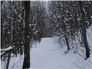  Passeggiata nel bosco con neve - Savignone - 2004 - Boschi - Inverno - Voto: Non  - Last Visit: 26/6/2022 16.18.32 