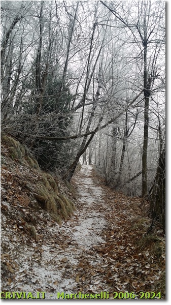 Primi accenni d’inverno nei boschi - Savignone - 2017 - Boschi - Inverno - Canon Ixus 980 IS