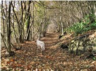  Salendo al Monte Maggio - Savignone - 2011 - Boschi - Inverno - Voto: Non  - Last Visit: 21/9/2023 7.15.56 