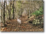 Fotografie Savignone - Boschi - Salendo al Monte Maggio
