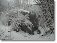 Fotografie Savignone - Boschi - Savignone: nei boschi di Piambertone nella neve