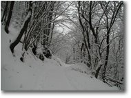 Fotografie Savignone - Boschi - Savignone: nei boschi di Piambertone nella neve