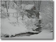 Foto Savignone - Boschi - Savignone: nei boschi di Piambertone nella neve