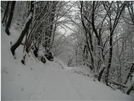  Savignone: nei boschi di Piambertone nella neve - Savignone - 2005 - Boschi - Inverno - Voto: Non  - Last Visit: 2/11/2021 14.8.58 