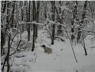  Savignone: nei boschi di Piambertone nella neve - Savignone - 2005 - Boschi - Inverno - Voto: Non  - Last Visit: 16/10/2021 17.36.5 