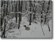 Foto Savignone - Boschi - Savignone: nei boschi di Piambertone nella neve