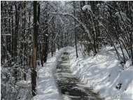  Savignone: strada inenvata nel bosco a La Vittoria - Savignone - 2005 - Boschi - Inverno - Voto: 10   - Last Visit: 28/9/2023 13.46.56 