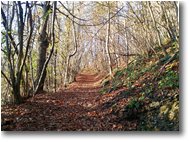 Fotografie Savignone - Boschi - Sentieri in autunno