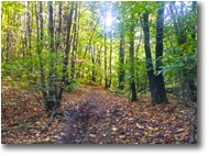 Fotografie Savignone - Boschi - Sentieri in autunno