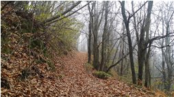  Sentieri in autunno - Savignone - 2017 - Boschi - Inverno - Voto: Non  - Last Visit: 20/9/2023 12.45.43 