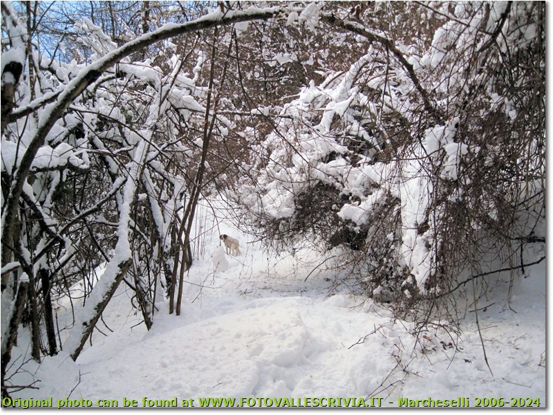 Sentiero Casella-Monte Maggio: chiuso per neve - Savignone - 2010 - Boschi - Inverno - Canon Ixus 980 IS