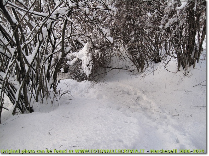 Sentiero Casella-Monte Maggio: chiuso per neve - Savignone - 2010 - Boschi - Inverno - Canon Ixus 980 IS