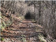  Sentiero Casella - Monte Maggio - Savignone - 2010 - Boschi - Inverno - Voto: Non  - Last Visit: 24/1/2024 19.21.33 