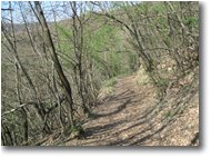 Fotografie Savignone - Boschi - Sentiero nel bosco ad inizio primavera