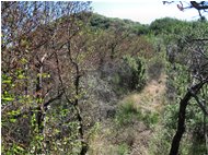  Sul crinale NW del Monte Pianetto - Savignone - 2012 - Boschi - Estate - Voto: Non  - Last Visit: 25/5/2024 9.17.27 