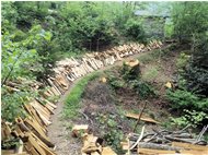  Taglio del bosco alla Cappelletta del Castello - Savignone - 2016 - Boschi - Estate - Voto: Non  - Last Visit: 10/5/2023 18.16.15 