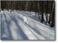 Foto Savignone - Boschi - Tracce di cinghiale nella neve