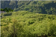  Trionfo dei verdi (i colori!) in Val Seminella - Savignone - 2006 - Boschi - Estate - Voto: Non  - Last Visit: 17/9/2022 3.43.22 