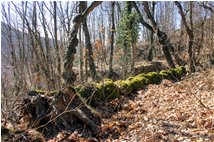  L'albero caduto - Savignone - 2008 - Boschi - Inverno - Voto: Non  - Last Visit: 13/4/2024 20.11.19 