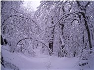  1 marzo: Bosco della Colonia - Savignone - 2014 - Boschi - Inverno - Voto: Non  - Last Visit: 27/9/2023 11.34.3 