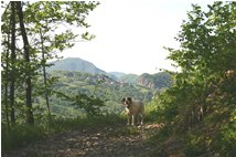  A passeggio nel bosco - Savignone - 2006 - Boschi - Estate - Voto: Non  - Last Visit: 24/9/2023 17.55.24 