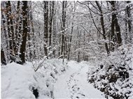  A passeggio nel bosco - Savignone - 2019 - Boschi - Inverno - Voto: Non  - Last Visit: 25/9/2023 0.53.45 